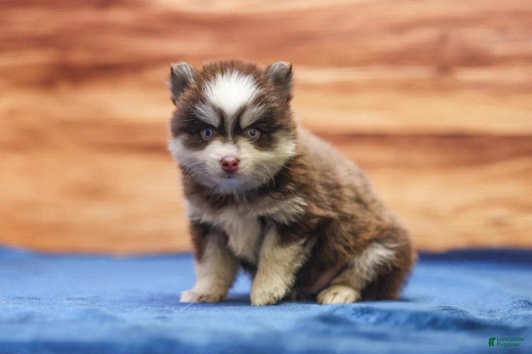 Pomsky dogs for sale: Twix - Ad 8