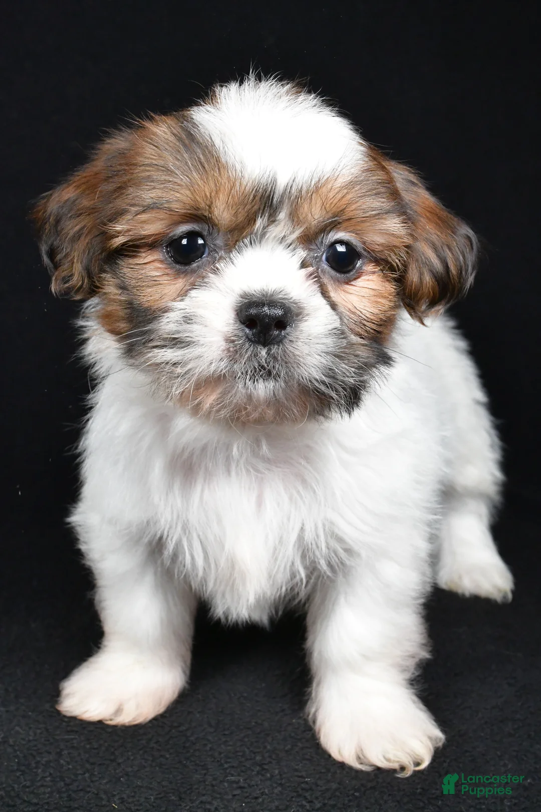 Shih Tzu dogs for sale: Bella - Ad 7