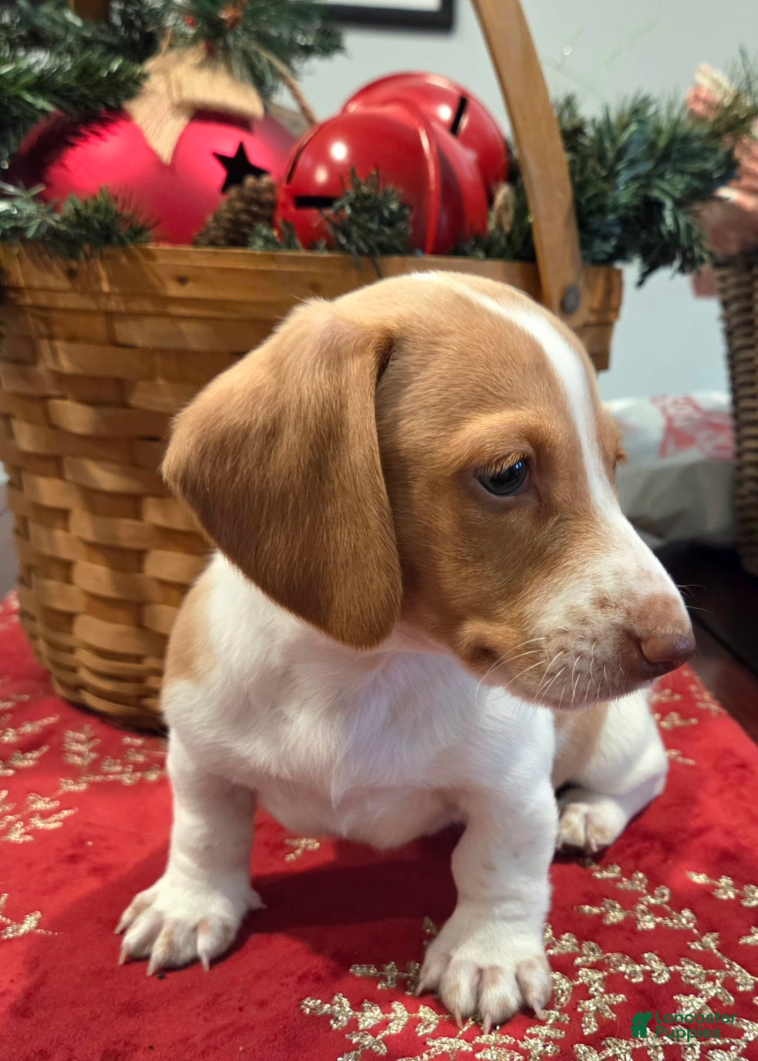 Dachshund dogs for sale: Stewart - Ad 2