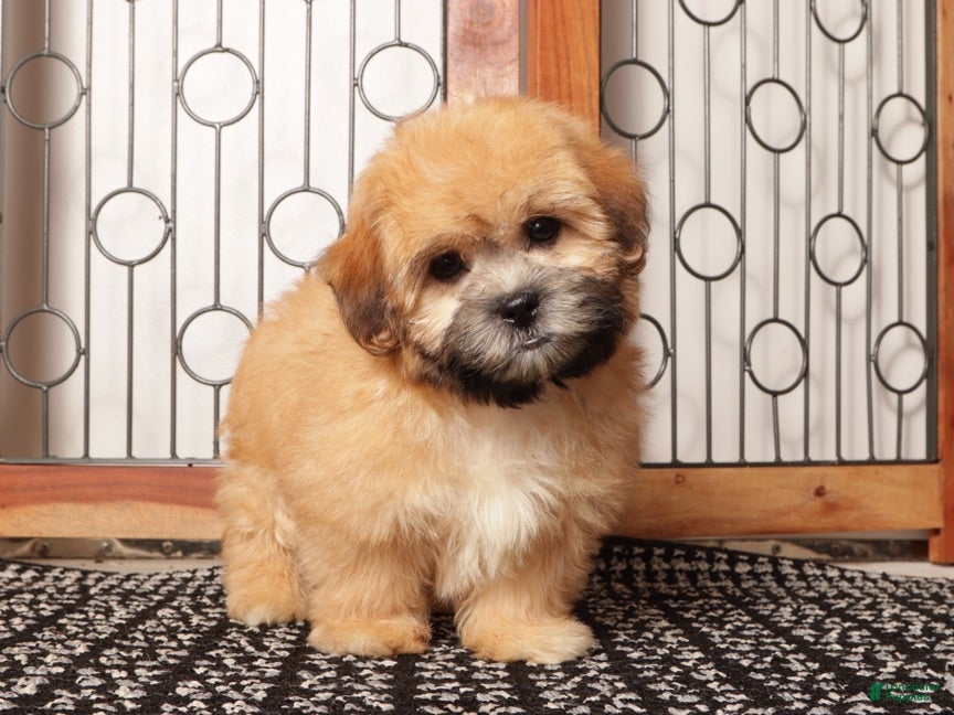 Shorkie dogs Rex - Dapper Shorkie  - Ad 2