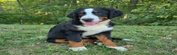 Bernese Mountain Dog dogs for sale: Bernese Mountain Dog 1 Ryker - Ad 1