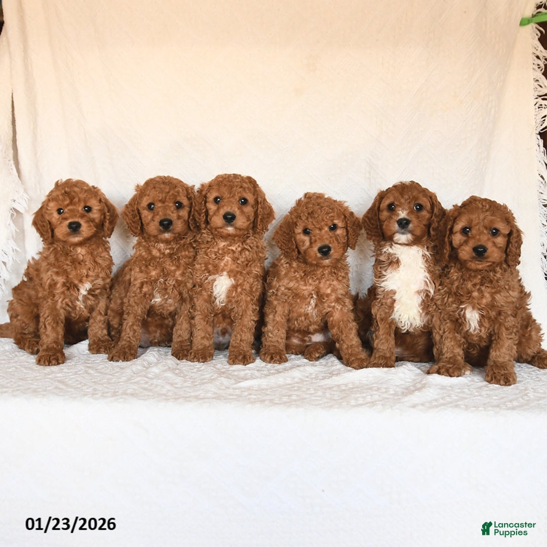 Cavapoo dogs for sale: Sparkey   - Ad 5