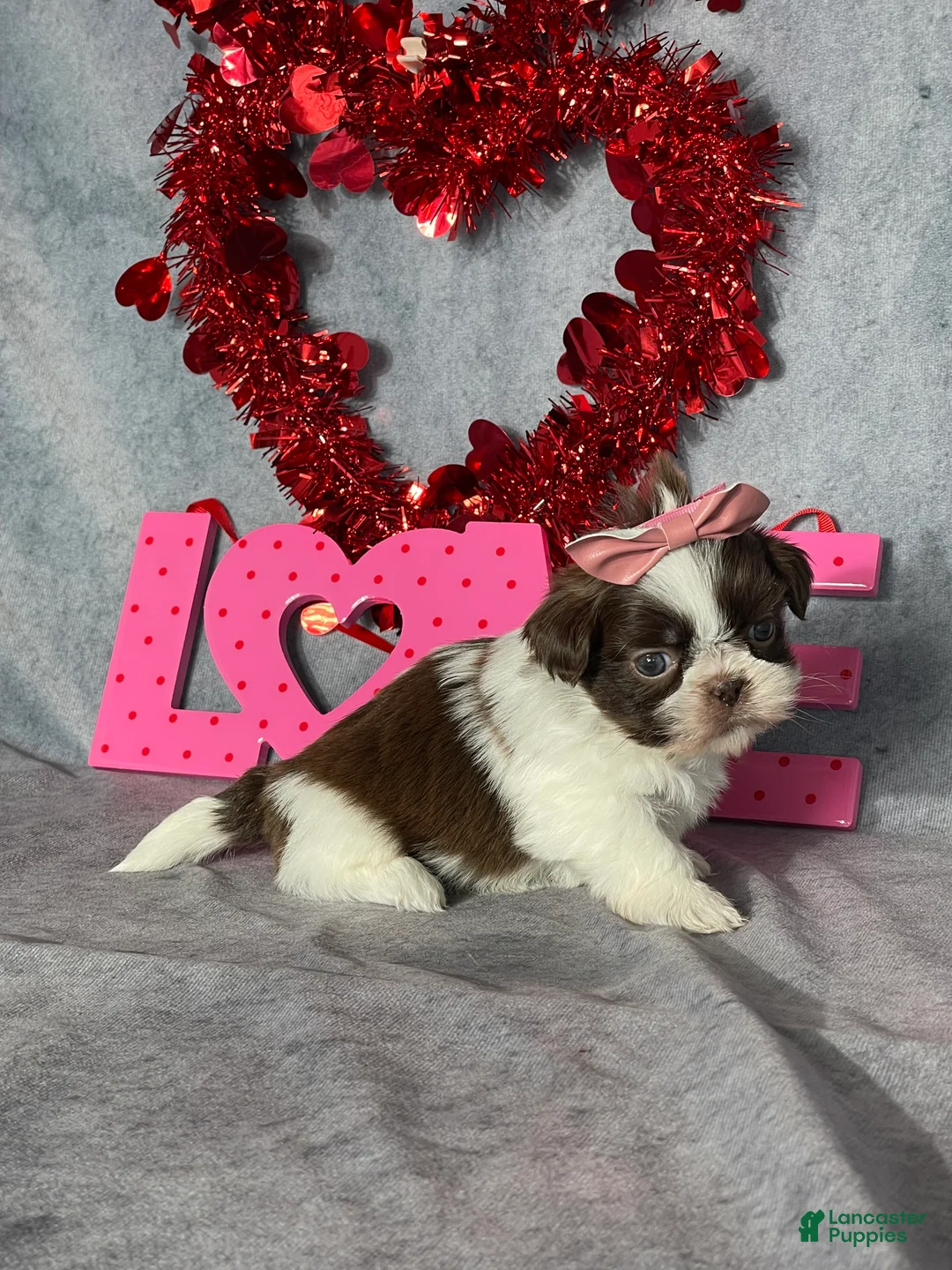 Shih Tzu dogs for sale: Valerie  - Ad 3
