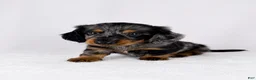 Miniature Dachshund dogs for sale: Gizmo - Ad 6