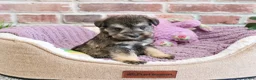 Miniature Schnauzer dogs for sale: Verity  - Ad 7