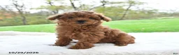 Toy Poodle dogs for sale: Rosie - Ad 5
