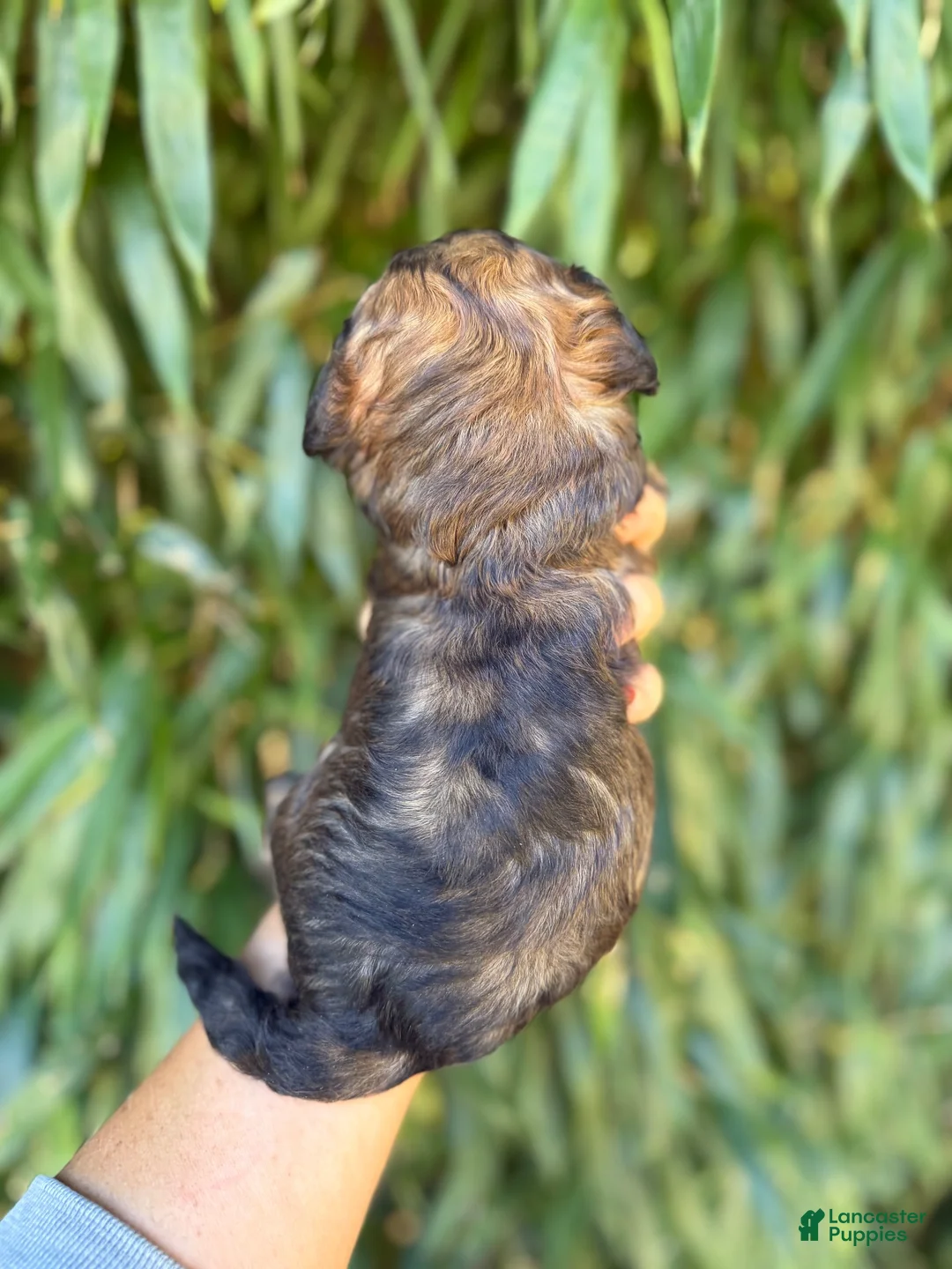 Cockapoo dogs for sale: Cockapoo 4 - Ad 2