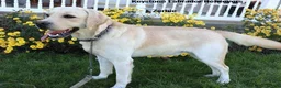 Labrador Retriever dogs for sale: Hunter - Champ lines - Ad 6