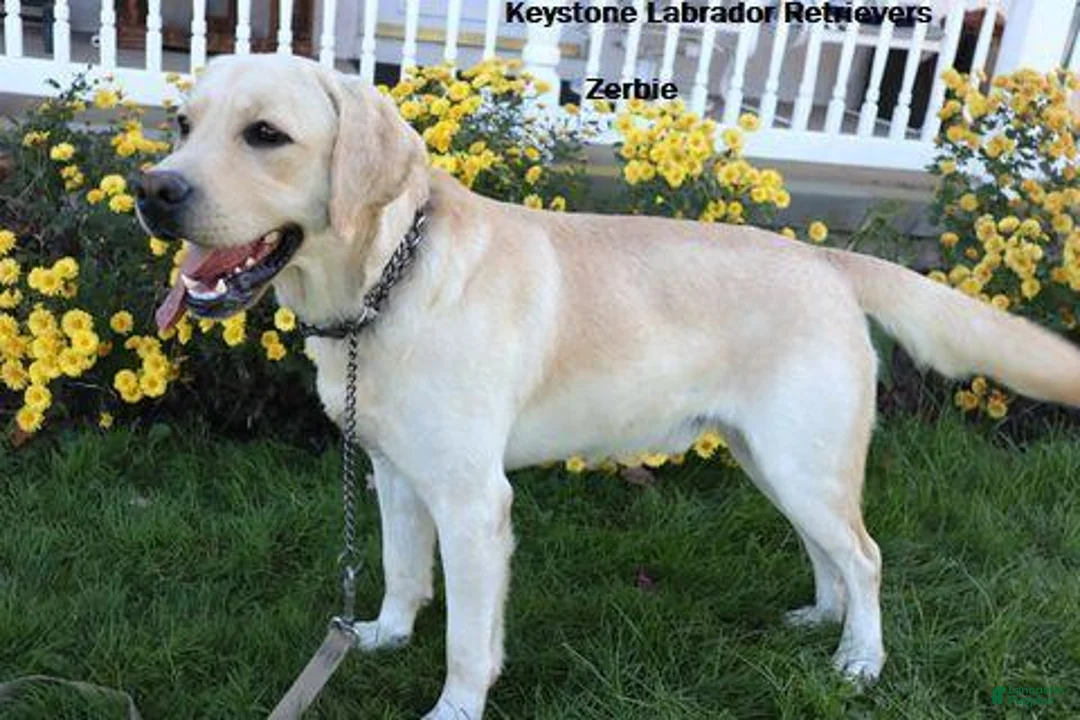 Labrador Retriever dogs for sale: Hunter - Champ lines - Ad 6