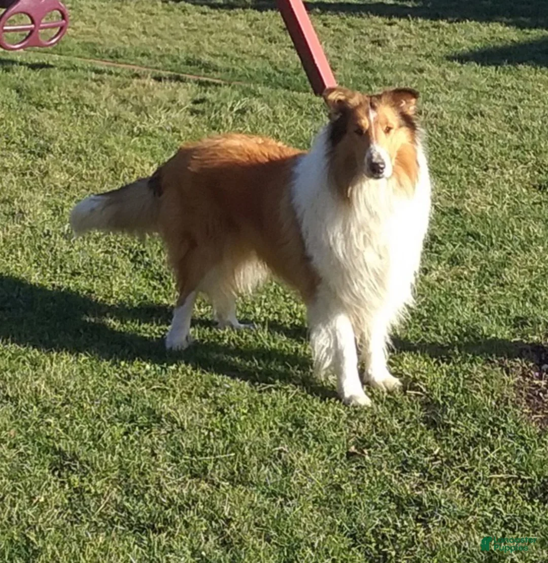 Collie dogs for sale: Pebbles - Ad 7