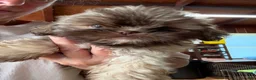 Shih Tzu dogs for sale: Shih Tzu 3 - Ad 4