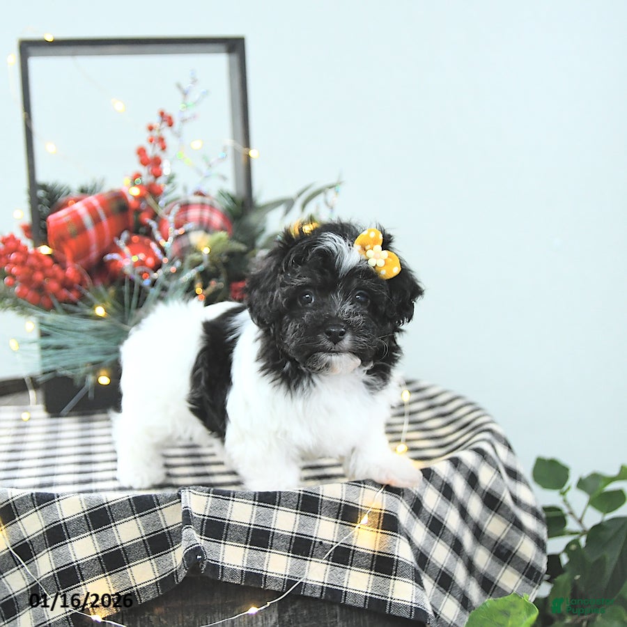 Havapoo dogs Elsa - Ad 3