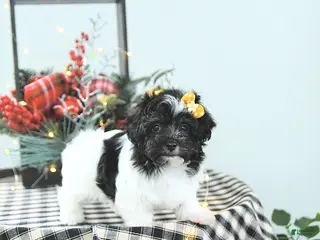 Havapoo dogs Elsa - Ad 9