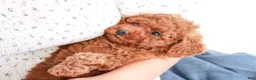 Toy Poodle dogs for sale: Percival - Ad 11