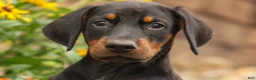 Doberman Pinscher dogs for sale: DIESEL - Ad 12