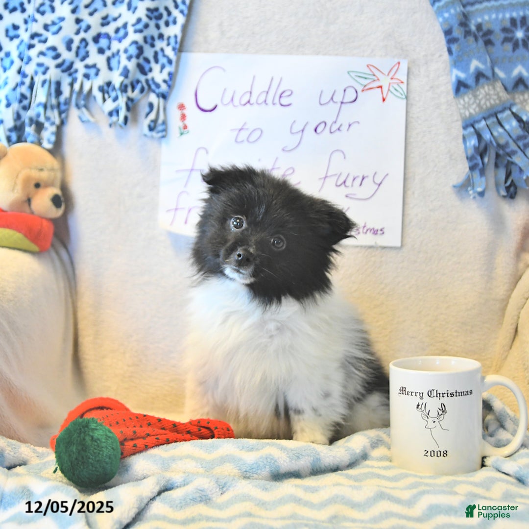 Mixed Breed dogs for sale: Dixon - Ad 13