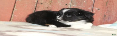 Miniature Australian Shepherd 6