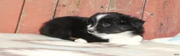 Miniature Australian Shepherd dogs for sale: Miniature Australian Shepherd 6 - Ad 1