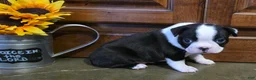 Boston Terrier dogs for sale: Jamie Boston Terrier  - Ad 5
