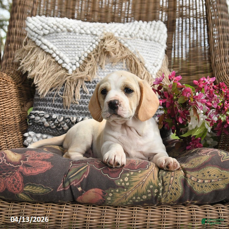 Mixed Breed dogs Peaches - Ad 2