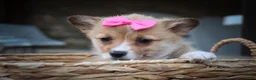Welsh Corgi Pembroke dogs for sale: Shelby🎀 - Ad 3