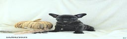 French Bulldog dogs for sale: Boone - Ad 9