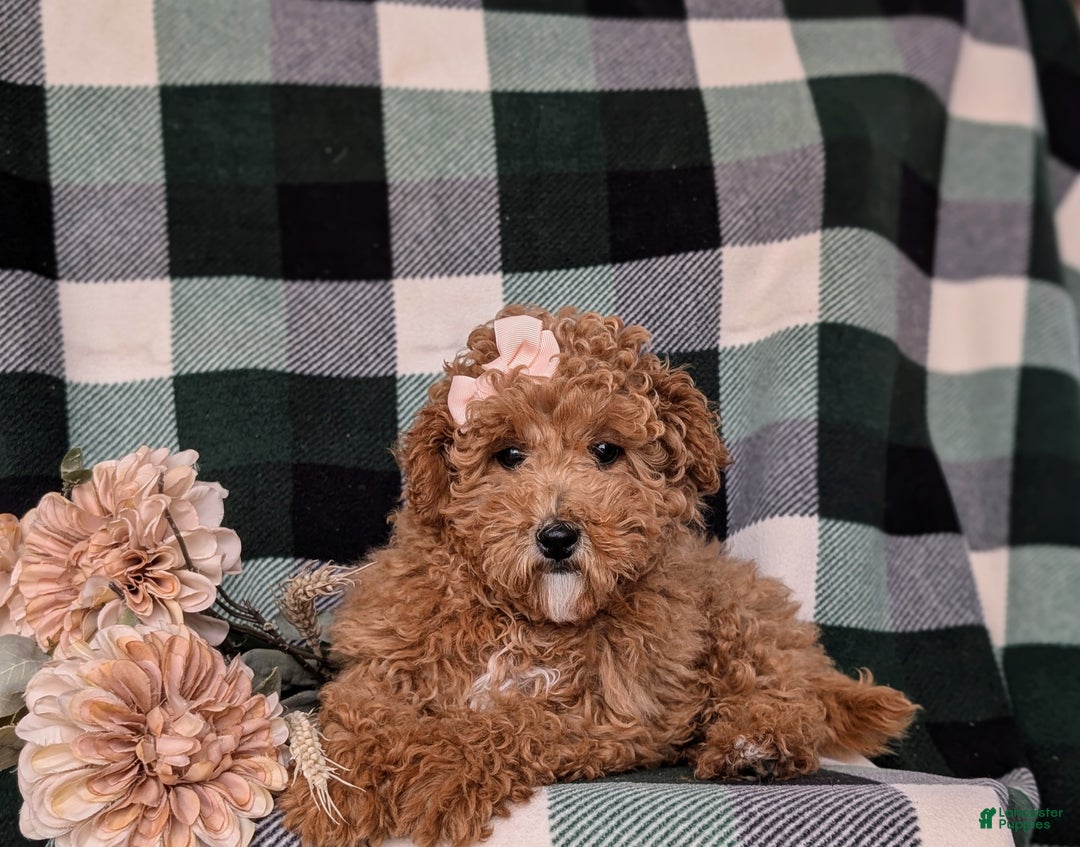 Miniature Poodle dogs for sale: Priscilla 9 lbs Full Grown - Ad 7