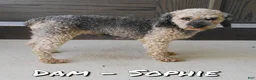 Yorkiepoo dogs for sale: Unice - Ad 10
