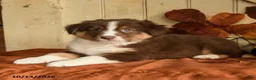 Australian Shepherd dogs for sale: Rosie - Ad 3