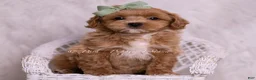 Maltipoo dogs for sale: Jude - Ad 3
