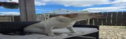 Labrador Retriever dogs for sale: Labrador Retriever 1 - Ad 5