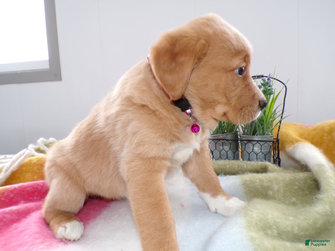 Goldador dogs for sale: Goldador Puppy 9 Darcy - Ad 3