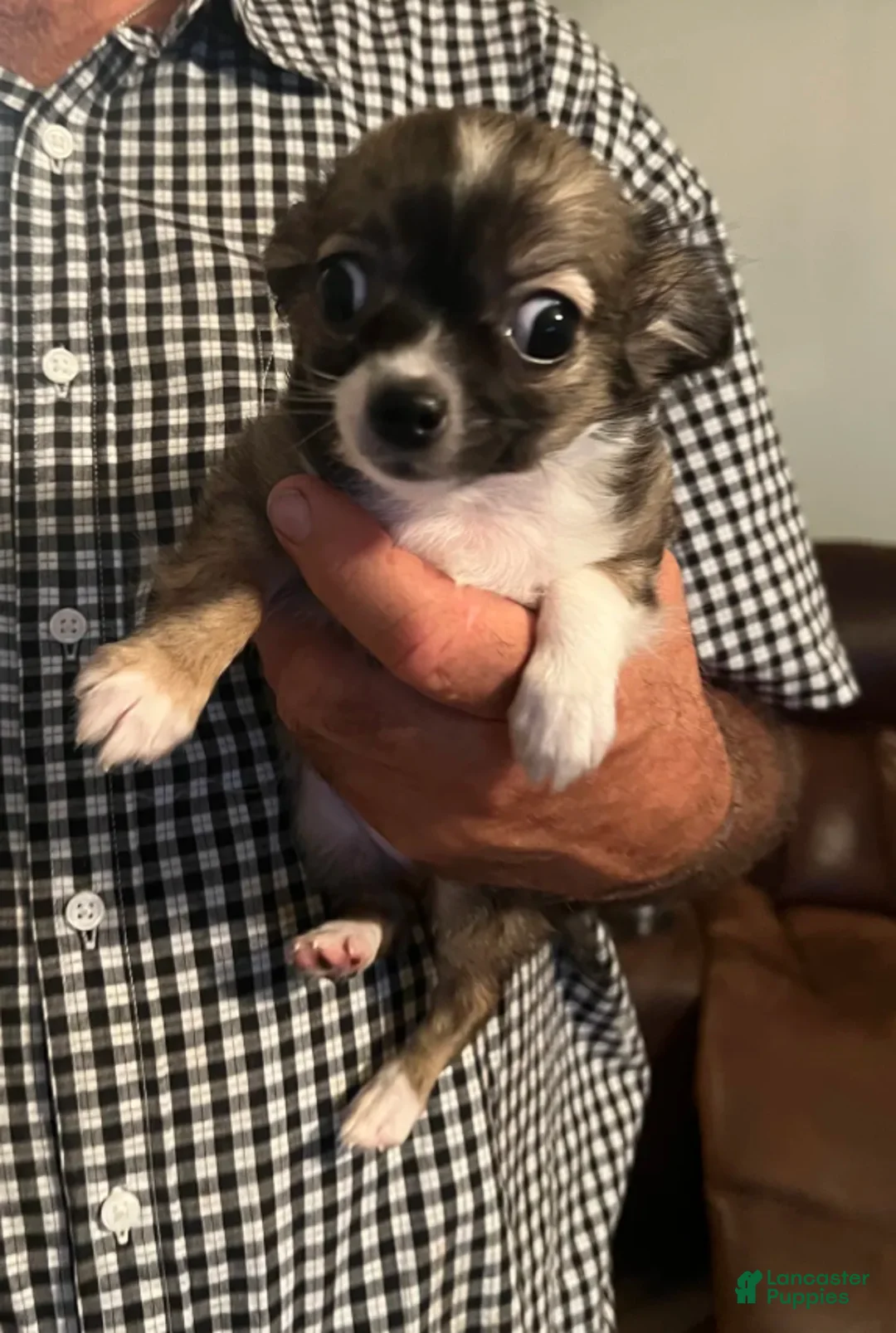 Chihuahua dogs for sale: Mandy - Ad 3