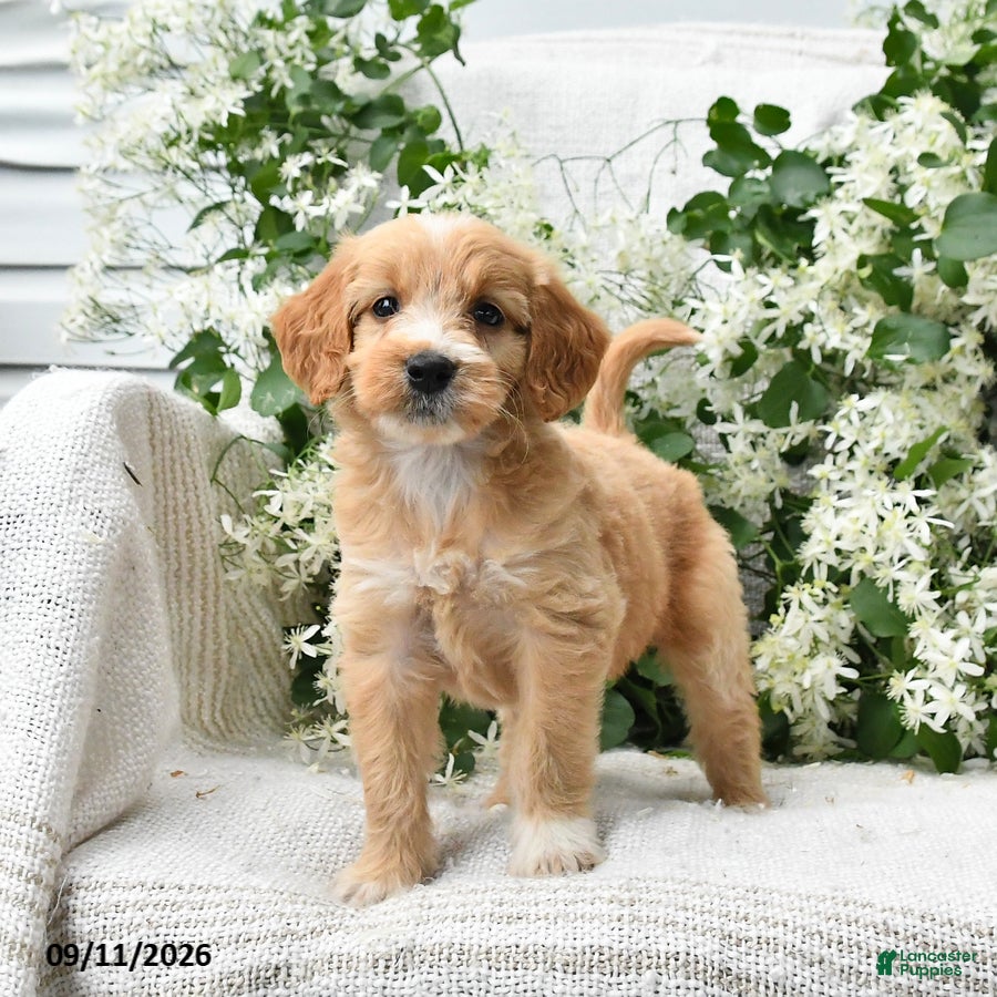 Goldendoodle dogs Joy - Ad 1