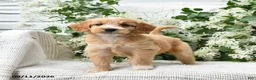 Goldendoodle dogs for sale: Joy - Ad 1
