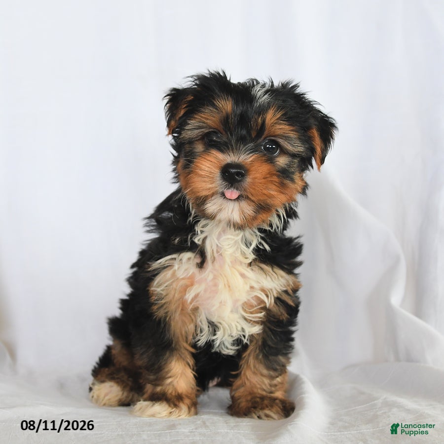 Yorkshire Terrier dogs Clover - Ad 2