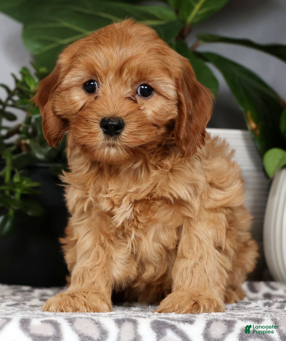 Cavapoo dogs Wesley - Ad 1