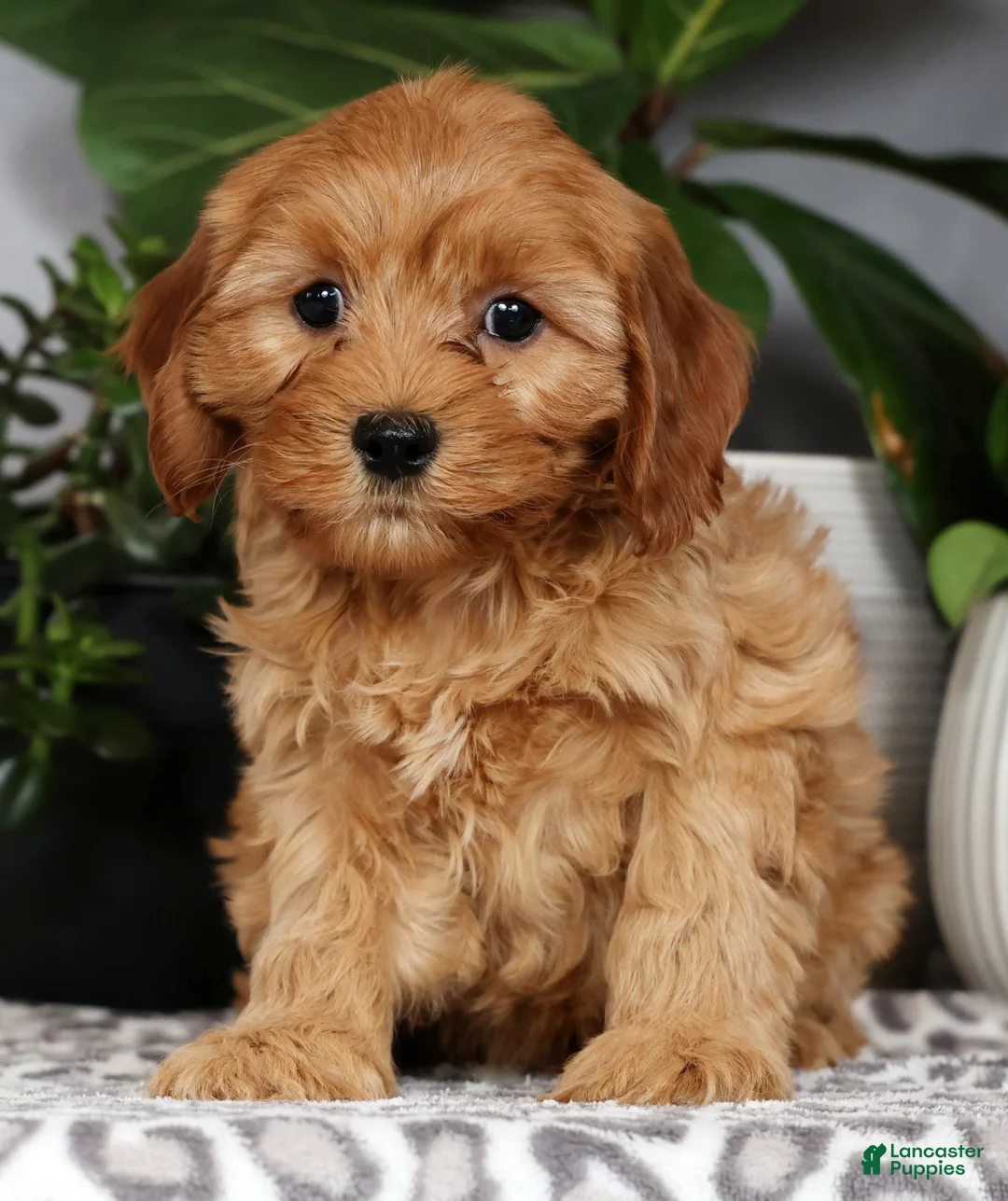 Cavapoo dogs for sale: Wesley - Ad 1