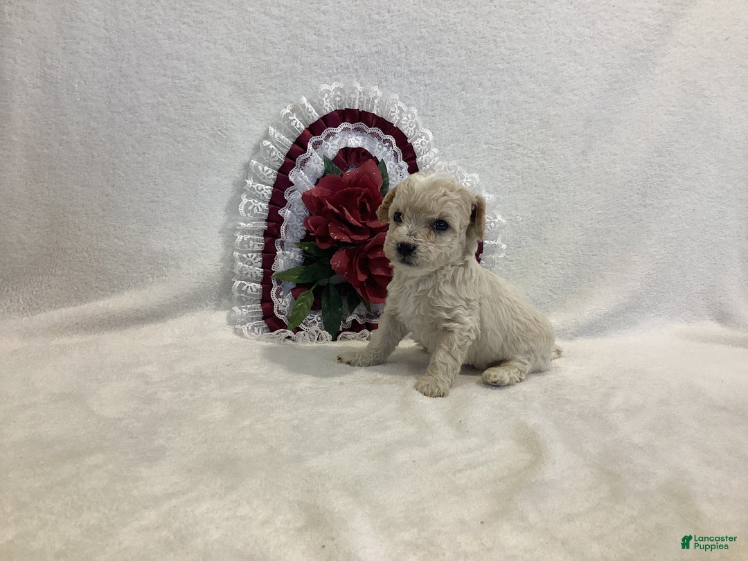 Maltipoo dogs for sale: Crispie - Ad 4