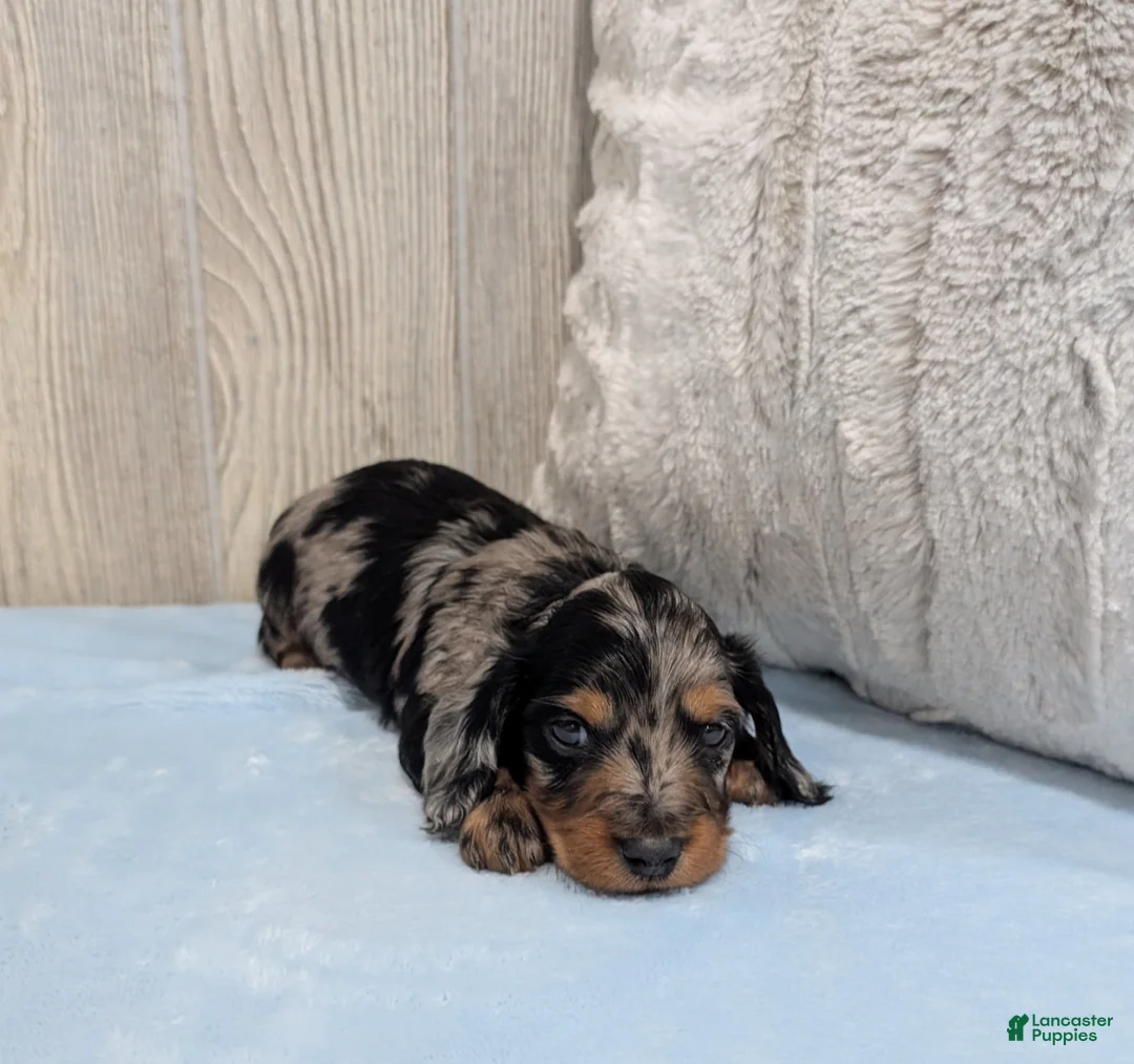 Miniature Dachshund dogs for sale: Skippy - Ad 4