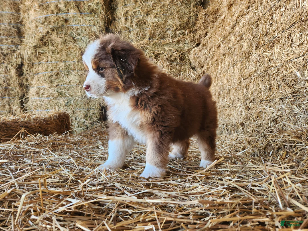 Mixed Breed dogs for sale: Kodiak - Ad 3