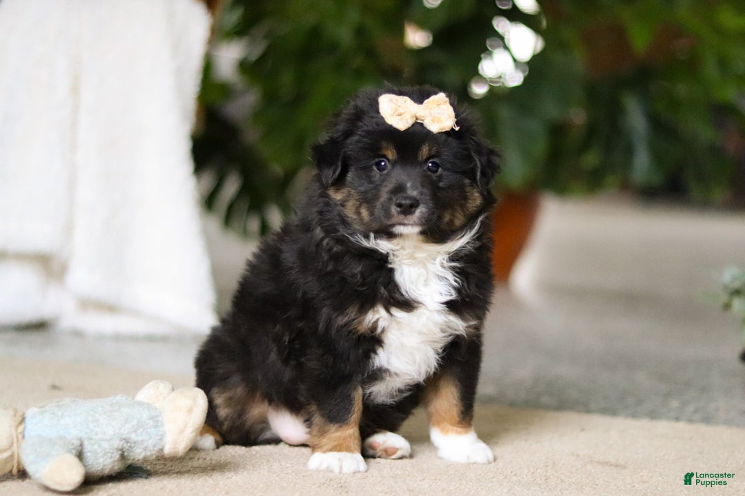 Miniature Australian Shepherd dogs for sale: Tracy - Ad 4