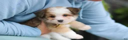 Mixed Breed dogs for sale: Scout  - Ad 6
