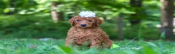 Goldendoodle dogs for sale: Italee - Ad 4