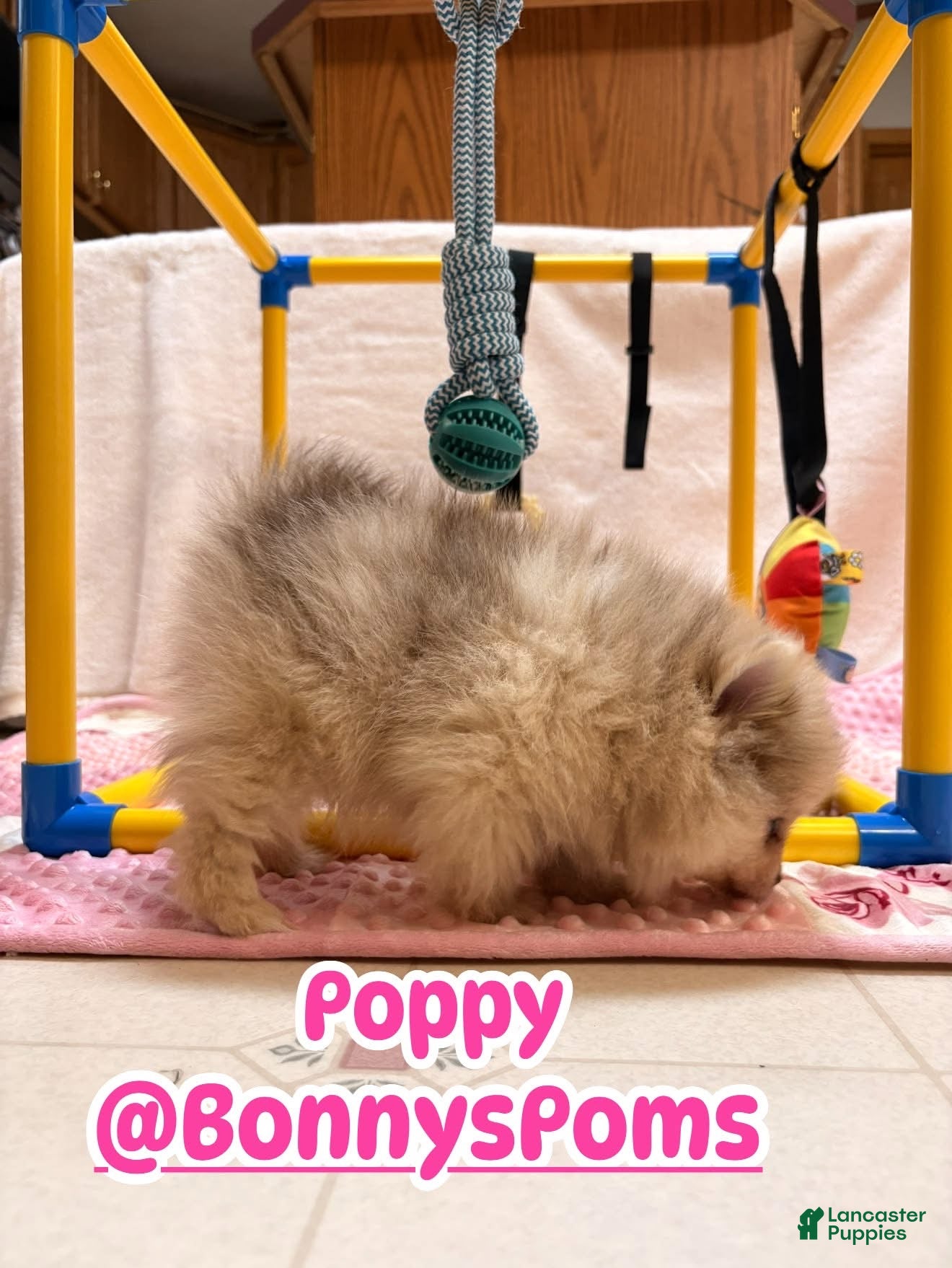 Pomeranian dogs Poppy - Ad 2