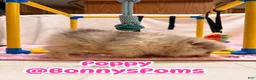 Pomeranian dogs for sale: Poppy - Ad 2