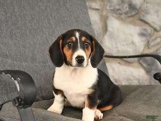 Mixed Breed dogs Bella - Ad 19