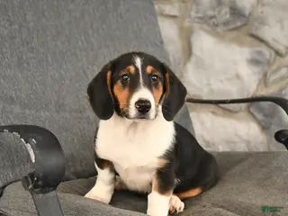 Mixed Breed dogs Bella - Ad 9