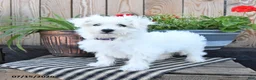 Mixed Breed dogs for sale: Olivia - Ad 5