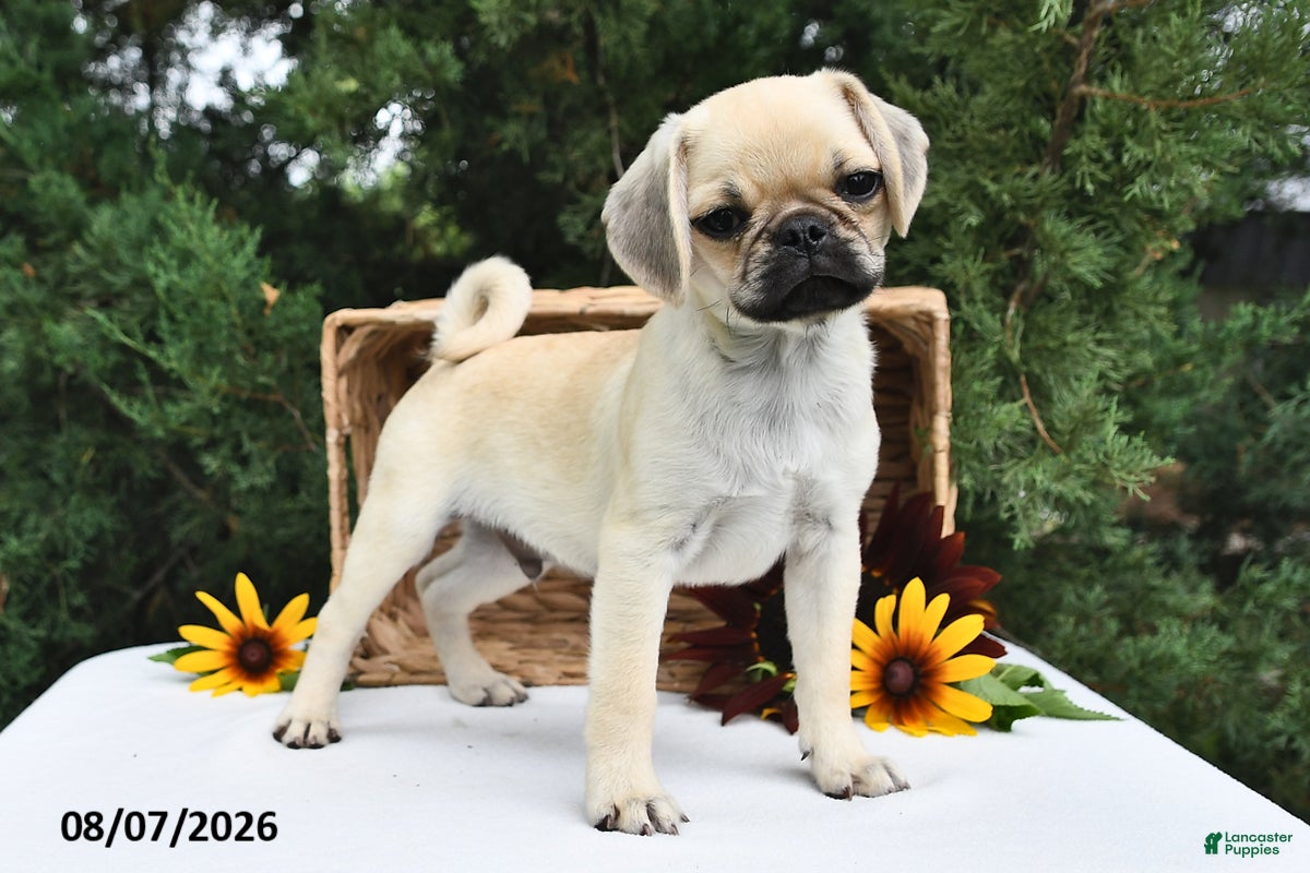 Puggle dogs Frappe - Ad 2